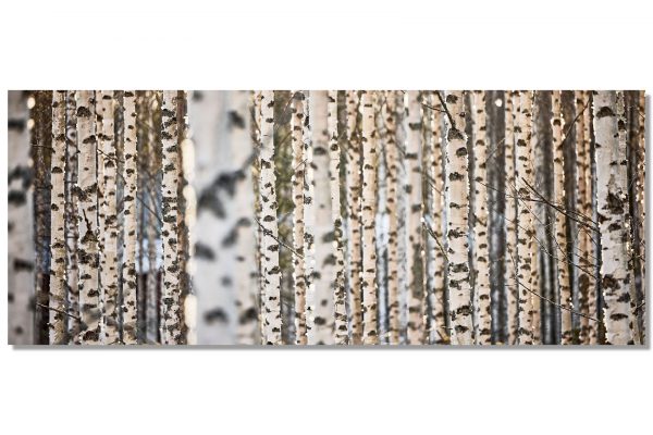 Alternative view of BirkenSpalier