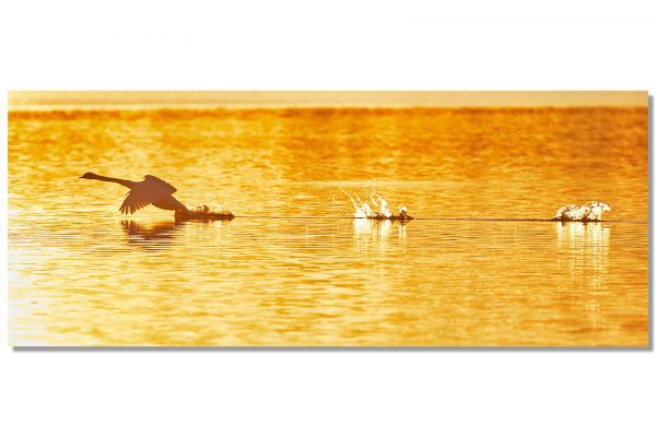 Alternative view of SchwanStart